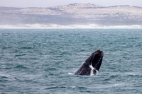 Arniston Agulhas and Hermanus 13-15th Oct 2022