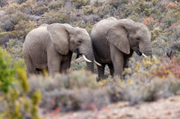 Sanbona Safari Day 2 - 12th Oct 2022