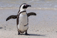 Boulders Beach Penguins 3rd Oct 2022